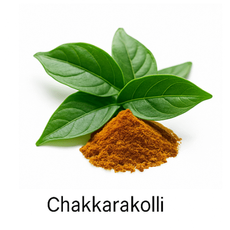 Chakkarakolli, Gymnema sylvestre